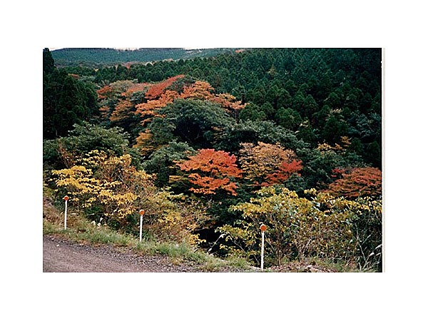 国見山一帯の広葉樹