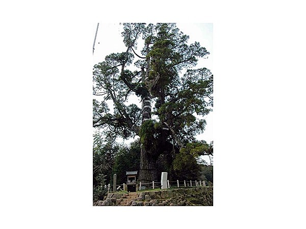 女夫木の大スギ