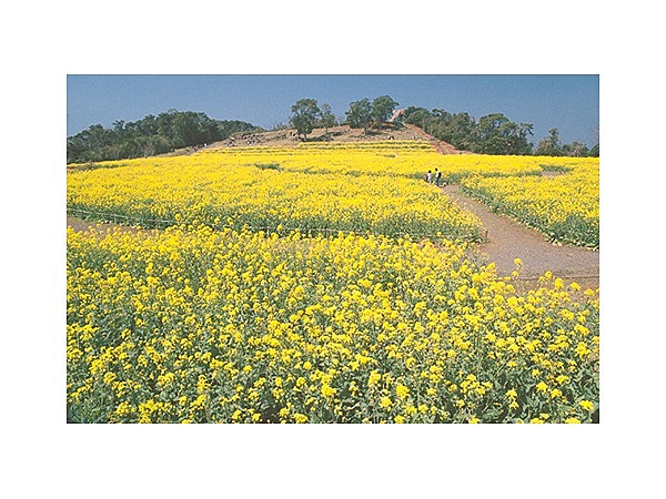 展海峰の菜の花