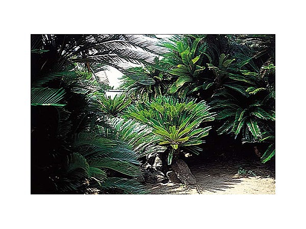 三浦神社のソテツ群落