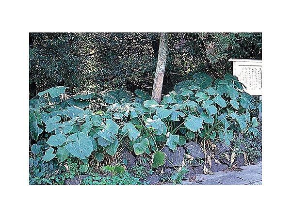 八幡のクワイズモ