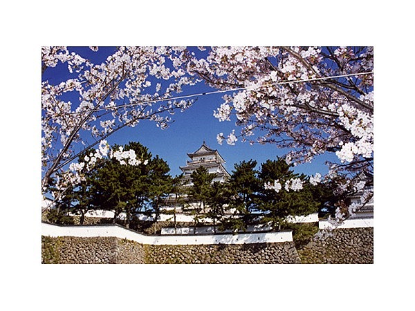 島原城堀端の桜