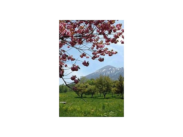 岩手県県民の森