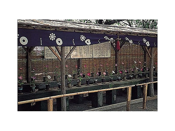 熊本城の肥後六花