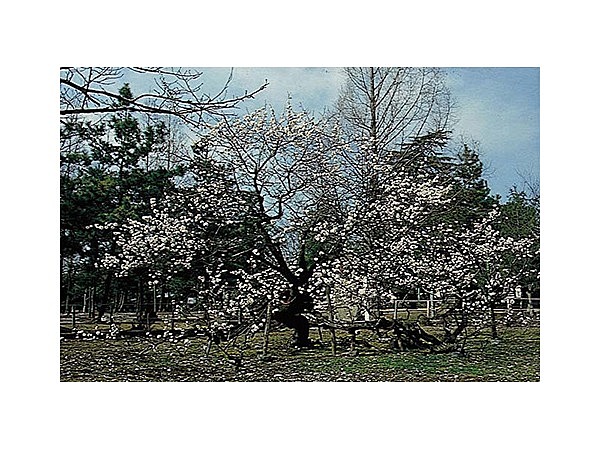 松井神社の臥龍梅