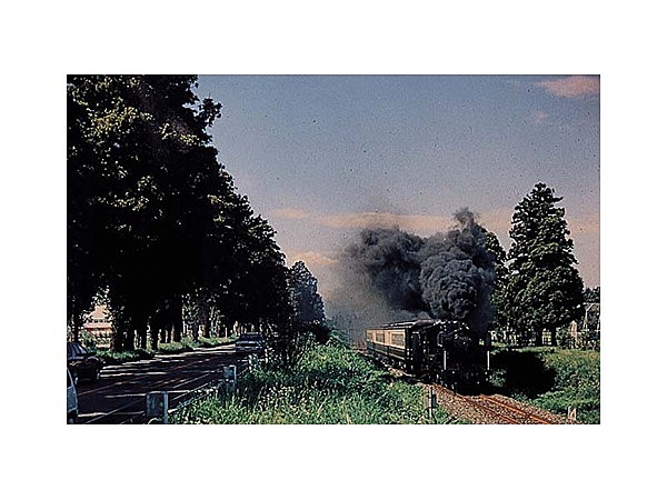 豊後街道菊陽杉並木