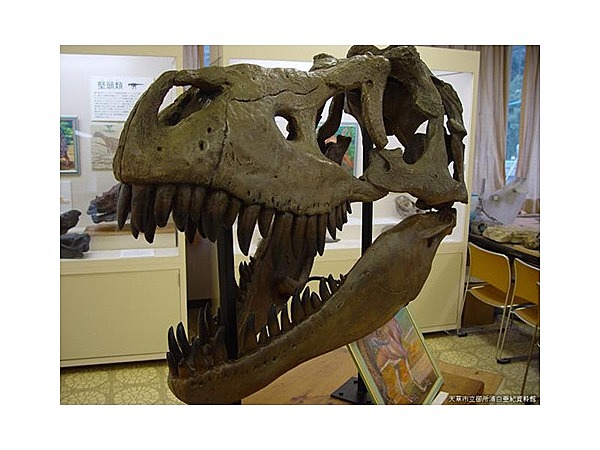 御所浦白亜紀資料館