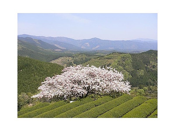遠山桜