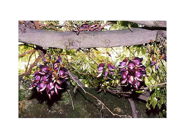 相良のアイラトビカズラ