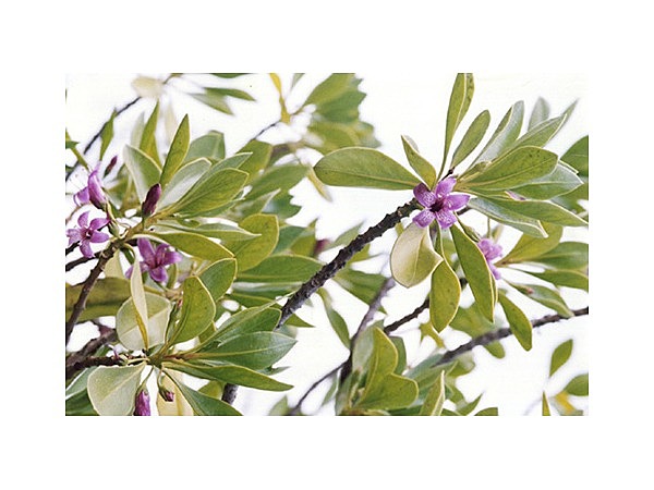 ハマジンチョウ