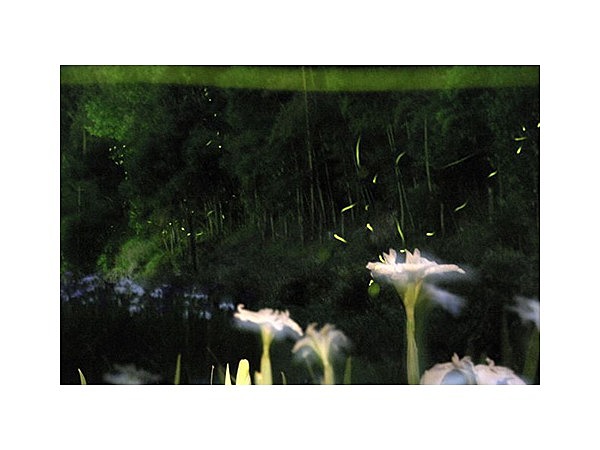 天子の水公園のホタル