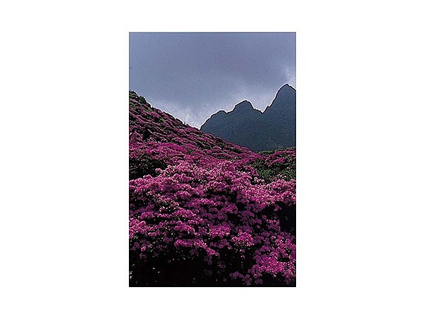 仙酔峡のミヤマキリシマ・高岳のミヤマキリシマ