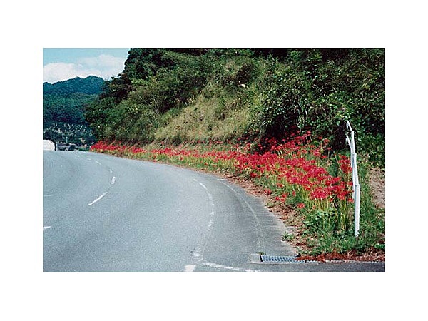 舞鴫地区の彼岸花