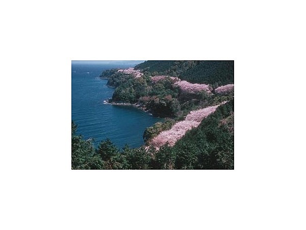 湯の児海岸道路桜並木