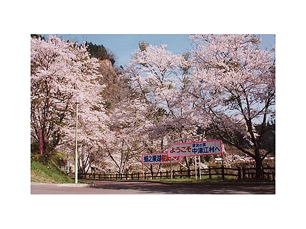 下筌ダム周辺桜並木