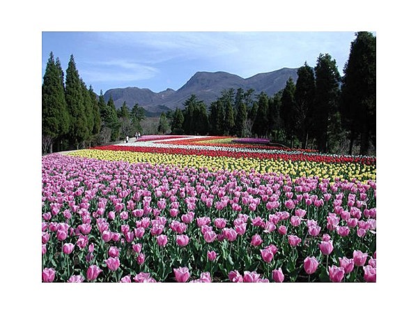 くじゅう花公園