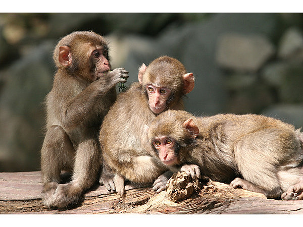 高崎山自然動物園