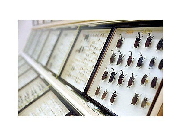 昆虫館