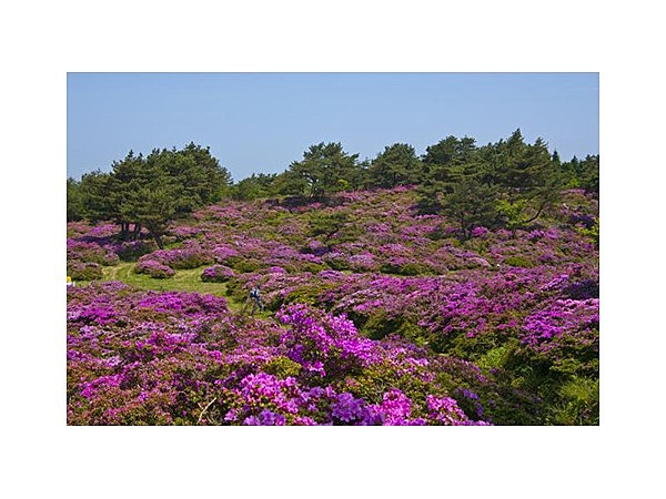 万年山のミヤマキリシマ