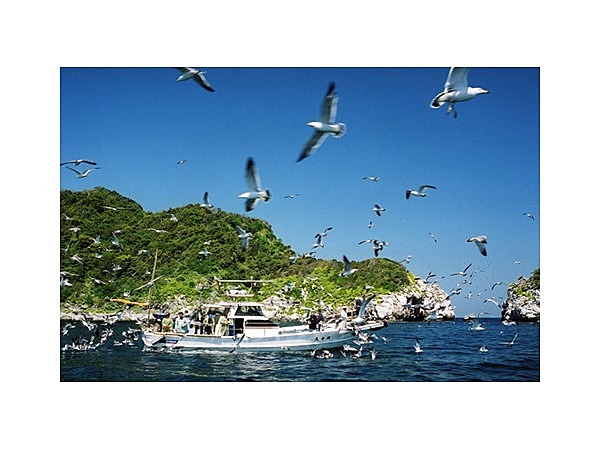 高島のウミネコ