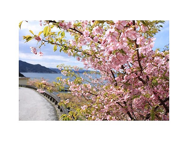 四浦半島　河津桜