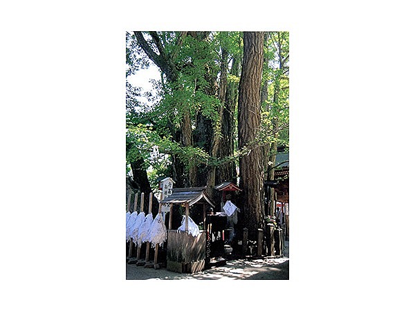 高塚の乳イチョウ