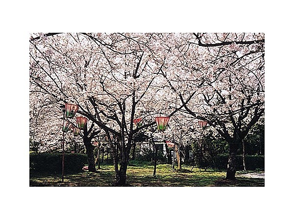 大貞公園の桜