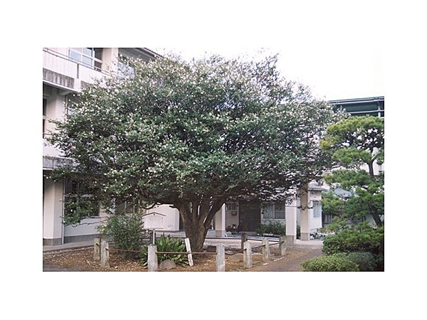 日出の大サザンカ