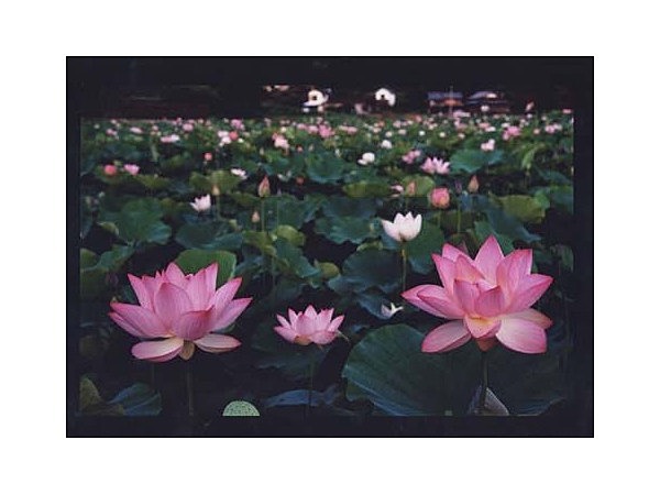 国宝臼杵石仏の蓮の花