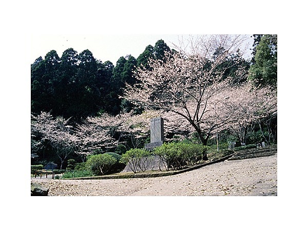 城山公園の桜・ツツジ(大分県)