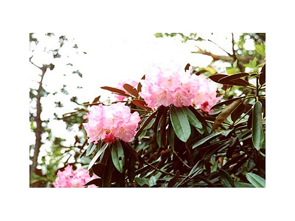 犬ケ岳のツクシシャクナゲ