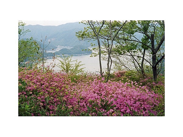 仙崎つつじ公園