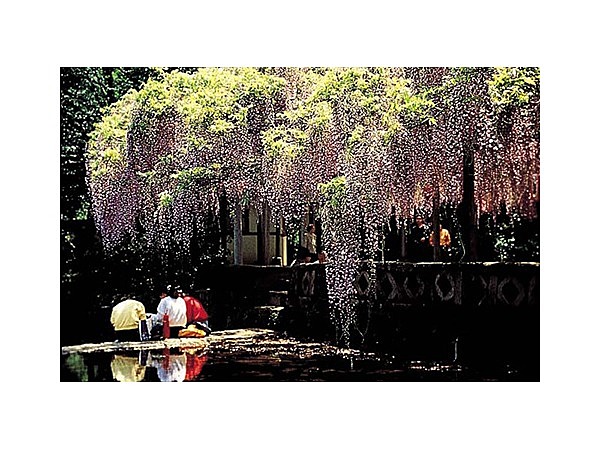 西寒多神社の藤
