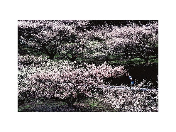 おおくぼ台梅園