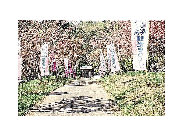 エボシボタンザクラ