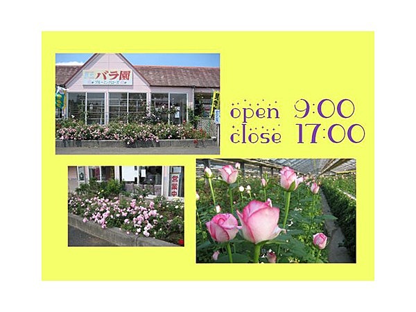 観光バラ園ブルーミングローズ