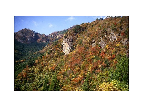 土呂久林道沿線の紅葉