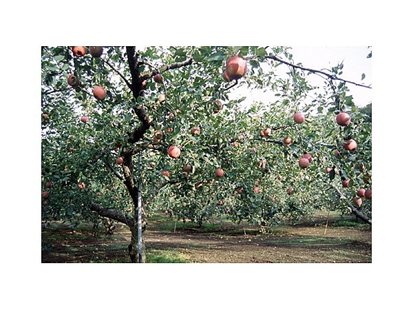 生駒高原りんご園