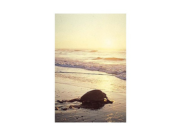 富田浜のアカウミガメ