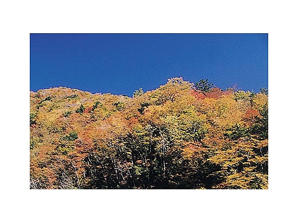 尾前渓谷の紅葉