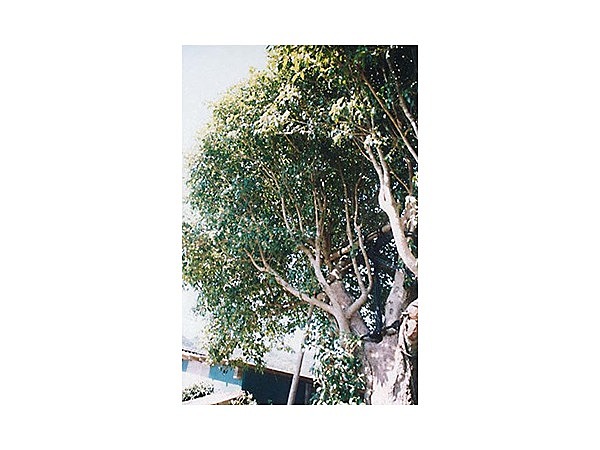 古江のキンモクセイ