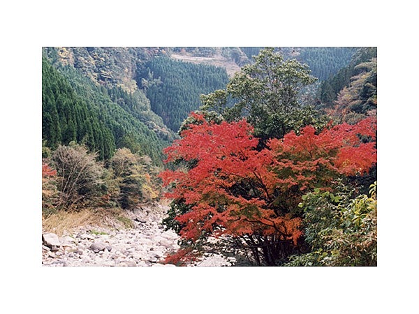 見立渓谷の紅葉