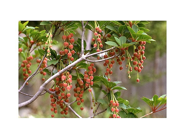 祖母山のドウダンツツジ