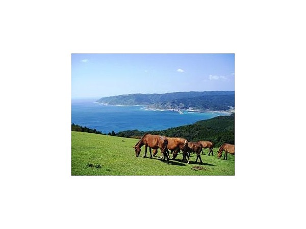 都井岬の野生馬