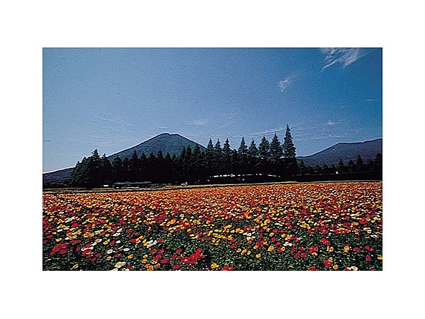 生駒高原のアイスランドポピー