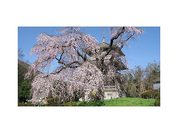 浄専寺しだれ桜