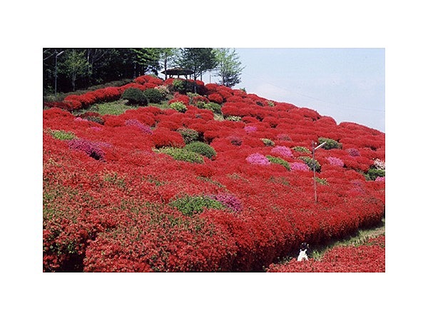 天神山公園のツツジ