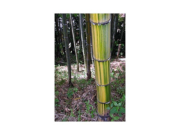 モウリウキンメイ竹