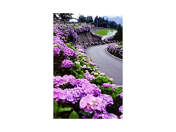 椎野アジサイロード