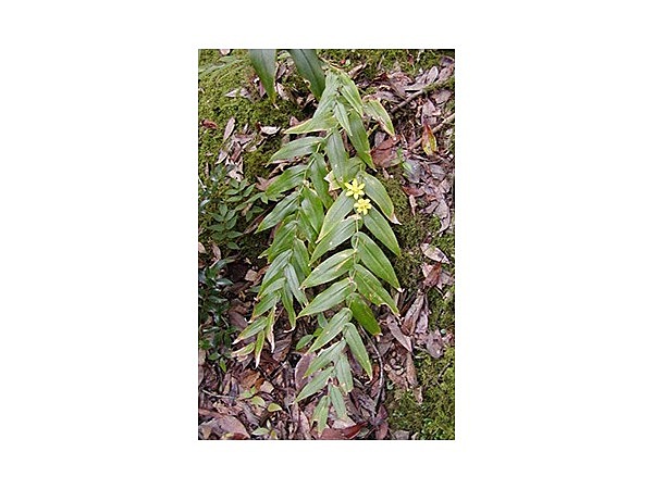 キバナノツキヌキホトトギス